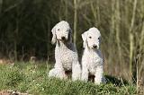 BEDLINGTON TERRIER 228